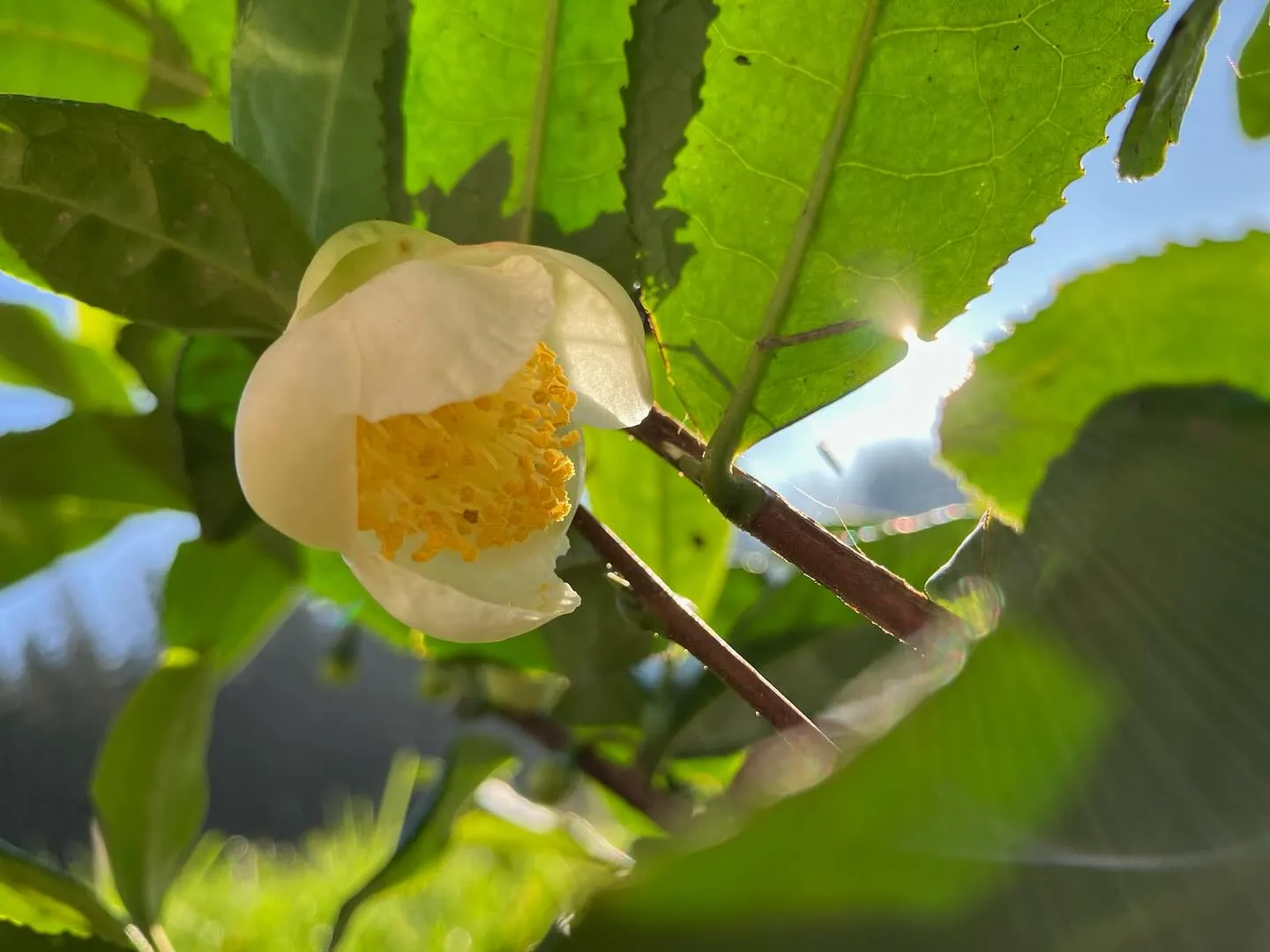 Unsere ersten drei Jahre mit Tee
